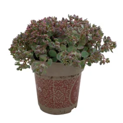 Fette Henne, 6er-Set, Bunt Gemischt, Topf 13 Cm Ø -Angebote Gruen Trieb Store 0319200011 Sedum Mix T13 NR nach Verfuegbarkeit 6er Set WS 32 95972