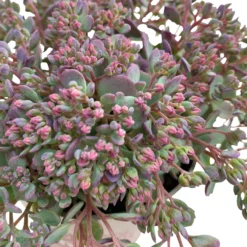 Fette Henne, 6er-Set, Bunt Gemischt, Topf 13 Cm Ø -Angebote Gruen Trieb Store 0319200011 Sedum Mix T13 NR nach Verfuegbarkeit 6er Set WS 35 95973