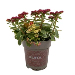 Fette Henne, 6er-Set, Bunt Gemischt, Topf 13 Cm Ø -Angebote Gruen Trieb Store 0319200011 Sedum Mix T13 NR nach Verfuegbarkeit 6er Set WS 37 95978