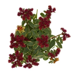 Fette Henne, 6er-Set, Bunt Gemischt, Topf 13 Cm Ø -Angebote Gruen Trieb Store 0319200011 Sedum Mix T13 NR nach Verfuegbarkeit 6er Set WS 42 95979