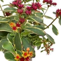 Fette Henne, 6er-Set, Bunt Gemischt, Topf 13 Cm Ø -Angebote Gruen Trieb Store 0319200011 Sedum Mix T13 NR nach Verfuegbarkeit 6er Set WS 43 95980