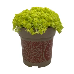 Fette Henne, 6er-Set, Bunt Gemischt, Topf 13 Cm Ø -Angebote Gruen Trieb Store 0319200011 Sedum Mix T13 NR nach Verfuegbarkeit 6er Set WS 45 95981