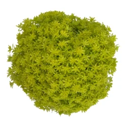 Fette Henne, 6er-Set, Bunt Gemischt, Topf 13 Cm Ø -Angebote Gruen Trieb Store 0319200011 Sedum Mix T13 NR nach Verfuegbarkeit 6er Set WS 47 95982