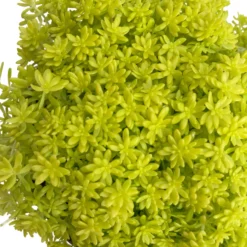 Fette Henne, 6er-Set, Bunt Gemischt, Topf 13 Cm Ø -Angebote Gruen Trieb Store 0319200011 Sedum Mix T13 NR nach Verfuegbarkeit 6er Set WS 49 95983