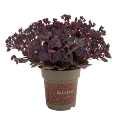 Fette Henne, 6er-Set, Bunt Gemischt, Topf 13 Cm Ø -Angebote Gruen Trieb Store 0319200011 Sedum Mix T13 NR nach Verfuegbarkeit 6er Set WS 52 95984