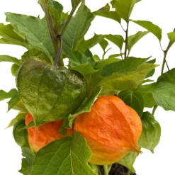 Lampionblume, 3er-Set, Orange, Topf 13 Cm Ø -Angebote Gruen Trieb Store 0319200012 Physalis alkekengi 3er Set T13 WS 4 95996