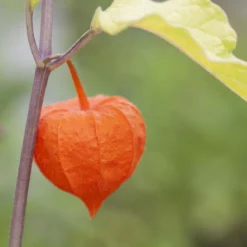 Lampionblume, 3er-Set, Orange, Topf 13 Cm Ø -Angebote Gruen Trieb Store 0319200012 Physalis alkekengi 97050