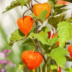 Lampionblume, 3er-Set, Orange, Topf 13 Cm Ø -Angebote Gruen Trieb Store 0319200012 Physalis alkekengi1 97048