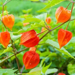 Lampionblume, 3er-Set, Orange, Topf 13 Cm Ø -Angebote Gruen Trieb Store 0319200012 Physalis alkekengi2 97049