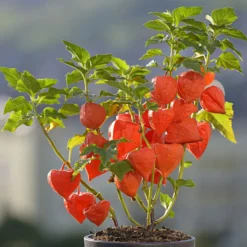 Angebote Gruen Trieb Store 11 Lampionblume, 3er-Set, Orange, Topf 13 Cm Ø