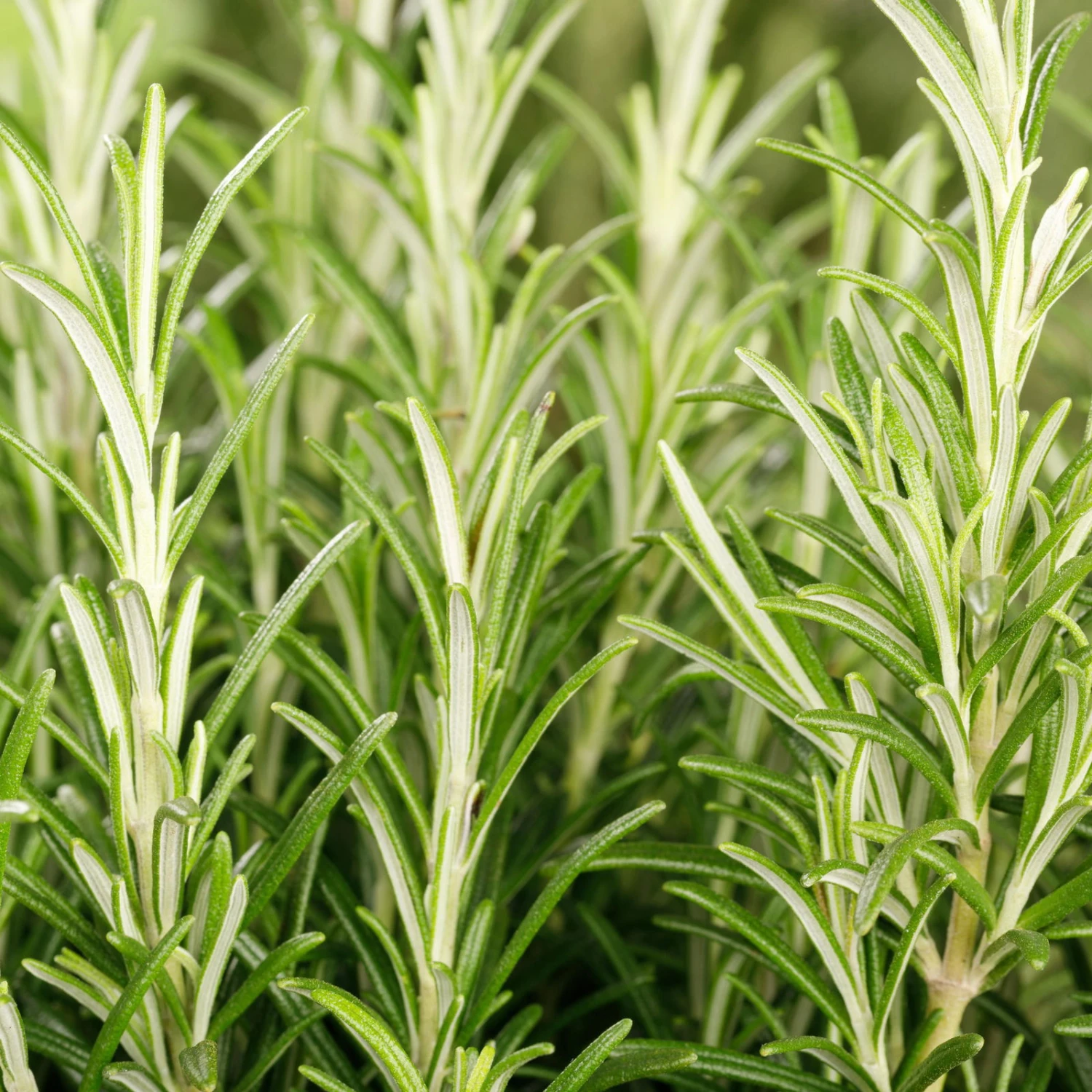 Rosmarin, Ballen-Ø Ca. 7 Cm, 3x 6er-Tray=18 Pflanzen 2 Rosmarin, Ballen-Ø Ca. 7 Cm, 3x 6er-Tray=18 Pflanzen – Bild 2