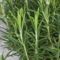 Rosmarin, Ballen-Ø Ca. 7 Cm, 3x 6er-Tray=18 Pflanzen 7 Rosmarin, Ballen-Ø Ca. 7 Cm, 3x 6er-Tray=18 Pflanzen -Angebote Gruen Trieb Store 0319200055 Rosmarinus officinalis Koelle 6er Pack WS 2 103375