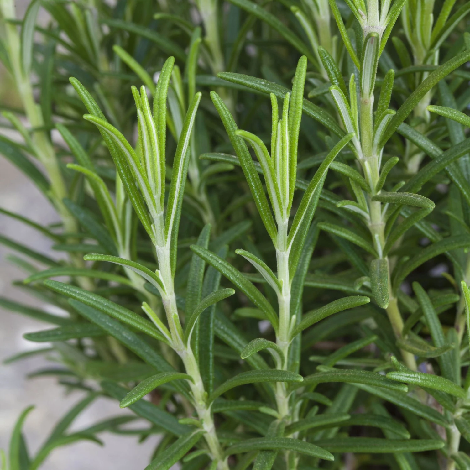 Rosmarin, Ballen-Ø Ca. 7 Cm, 3x 6er-Tray=18 Pflanzen 3 Rosmarin, Ballen-Ø Ca. 7 Cm, 3x 6er-Tray=18 Pflanzen – Bild 3