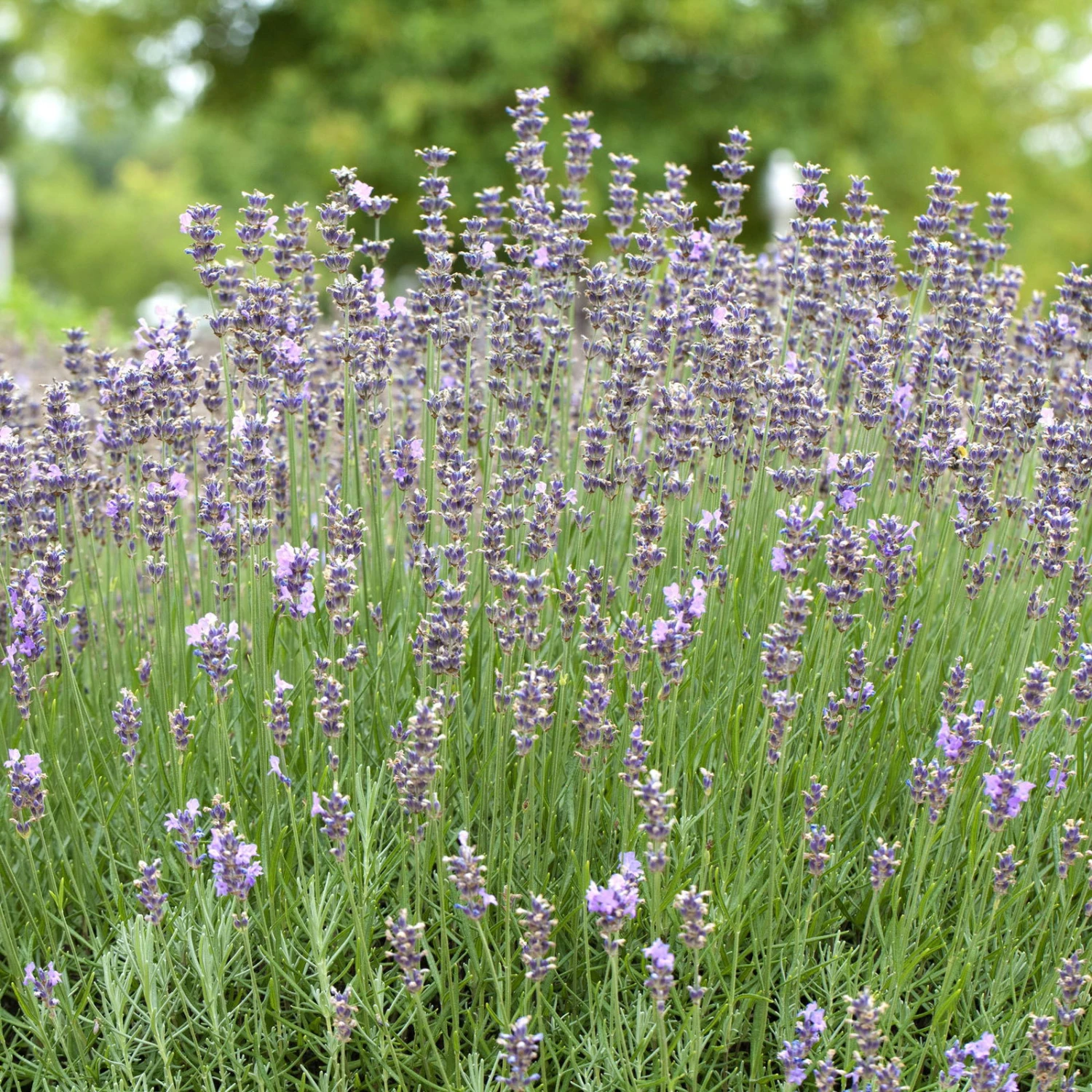 Lavendel 'Munstead', Blauviolett, Topf-Ø 19 Cm, 2er-Set 2 Lavendel 'Munstead', Blauviolett, Topf-Ø 19 Cm, 2er-Set – Bild 2