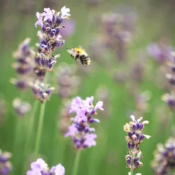 Lavendel 'Munstead', Blauviolett, Topf-Ø 19 Cm, 2er-Set 10 Lavendel 'Munstead', Blauviolett, Topf-Ø 19 Cm, 2er-Set -Angebote Gruen Trieb Store 0319200072 Lavandula angustifolia Munstead 2er Set Bluete 2 111617