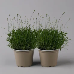 Lavendel 'Munstead', Blauviolett, Topf-Ø 19 Cm, 2er-Set