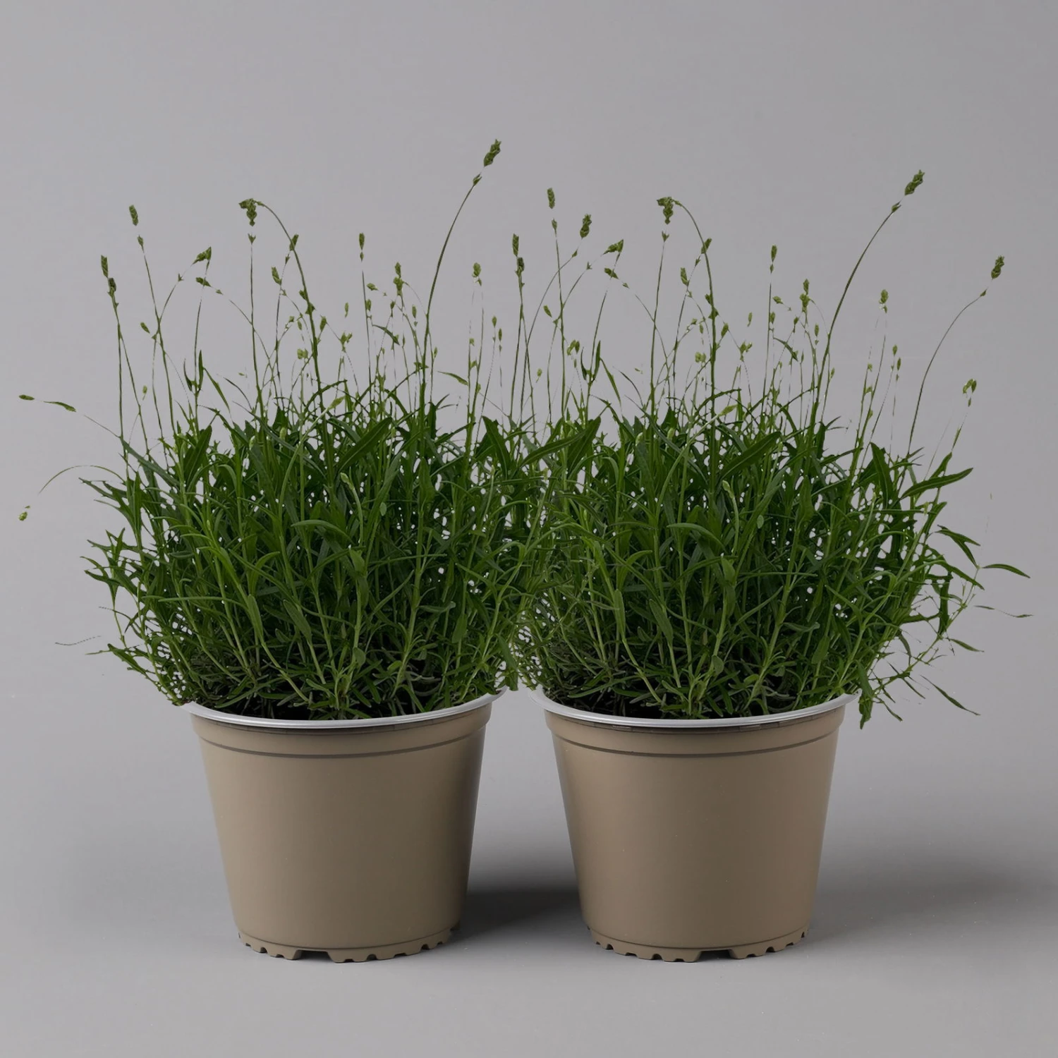 Lavendel 'Munstead', Blauviolett, Topf-Ø 19 Cm, 2er-Set 1 Lavendel 'Munstead', Blauviolett, Topf-Ø 19 Cm, 2er-Set