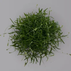 Lavendel 'Munstead', Blauviolett, Topf-Ø 19 Cm, 2er-Set 9 Lavendel 'Munstead', Blauviolett, Topf-Ø 19 Cm, 2er-Set -Angebote Gruen Trieb Store 0319200072 Lavandula angustifolia Munstead 2er Set T19 Woud 2 125874