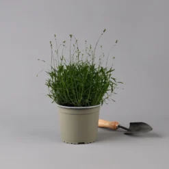 Lavendel 'Munstead', Blauviolett, Topf-Ø 19 Cm, 2er-Set 11 Lavendel 'Munstead', Blauviolett, Topf-Ø 19 Cm, 2er-Set -Angebote Gruen Trieb Store 0319200072 Lavandula angustifolia Munstead 2er Set T19 Woud 125875