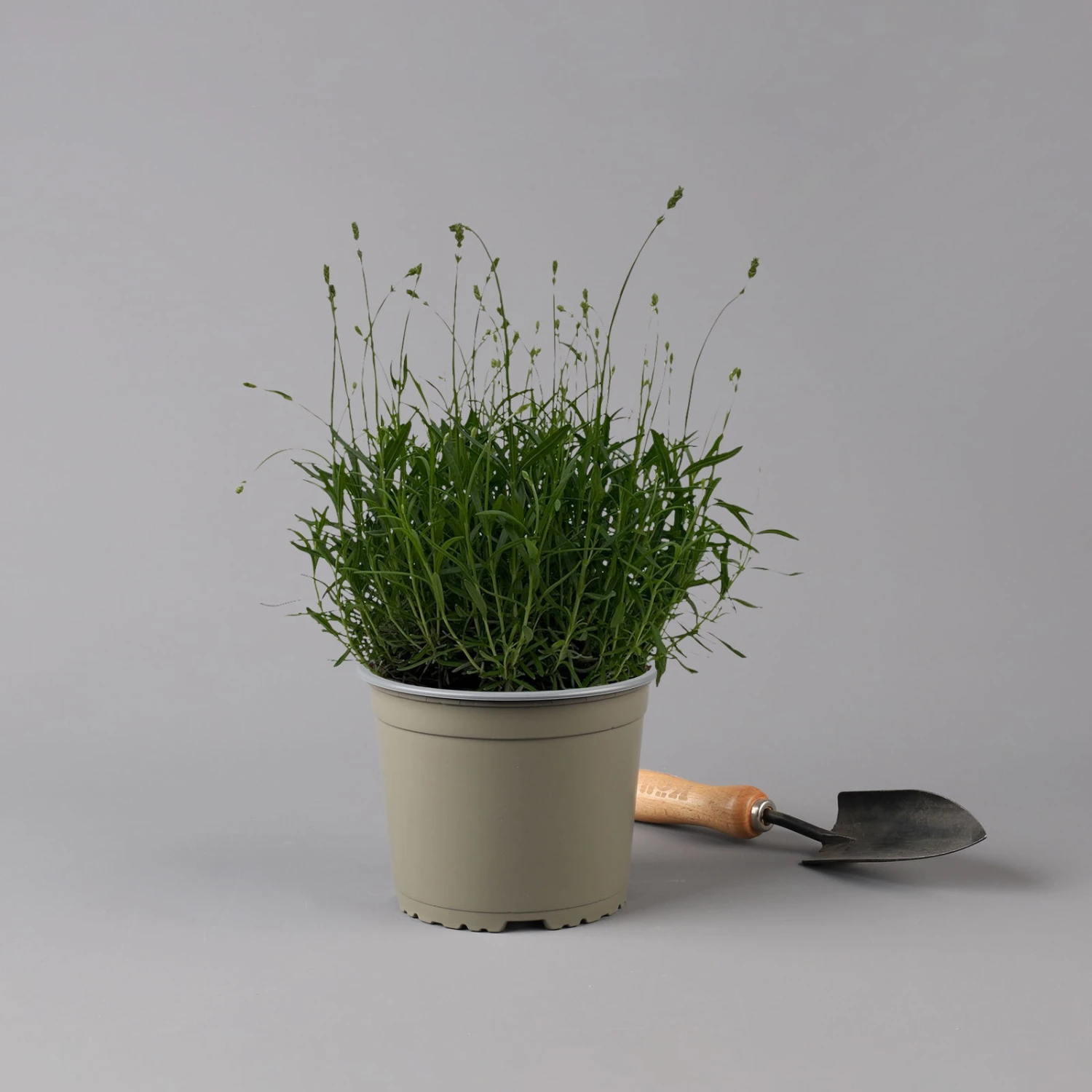 Lavendel 'Munstead', Blauviolett, Topf-Ø 19 Cm, 2er-Set 5 Lavendel 'Munstead', Blauviolett, Topf-Ø 19 Cm, 2er-Set – Bild 5