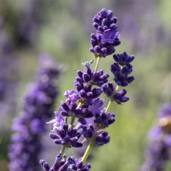 Lavendel, Ballen-Ø Ca. 7 Cm, 2x 6er-Tray -Angebote Gruen Trieb Store 0319200073 0319200133 0319200090 0319200074 0320500566 Lavandula angustifolia 1 125846