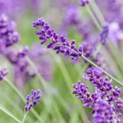 Lavendel, Ballen-Ø Ca. 7 Cm, 2x 6er-Tray -Angebote Gruen Trieb Store 0319200073 0319200133 0319200090 0319200074 0320500566 Lavandula angustifolia 125848