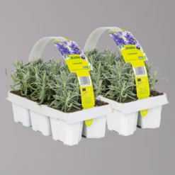 Angebote Gruen Trieb Store 17 Lavendel, Ballen-Ø Ca. 7 Cm, 2x 6er-Tray