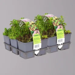 Angebote Gruen Trieb Store 7 Sedum In Verschiedenen Sorten Im Mix-Set, Topf 7x7 Cm, 2x 6er-Set