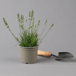 Lavendel Weiß, Topf-Ø 13 Cm, 6er-Set -Angebote Gruen Trieb Store 0319200155 0319200156 lavandula angustifolia weiss 1 124065