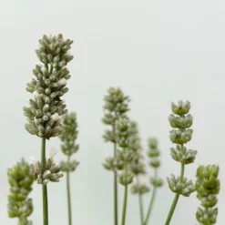 Lavendel Weiß, Topf-Ø 13 Cm, 6er-Set -Angebote Gruen Trieb Store 0319200155 0319200156 lavandula angustifolia weiss 8 123846