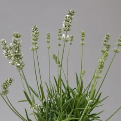 Lavendel Weiß, Topf-Ø 13 Cm, 6er-Set -Angebote Gruen Trieb Store 0319200155 0319200156 lavandula angustifolia weiss 9 124066