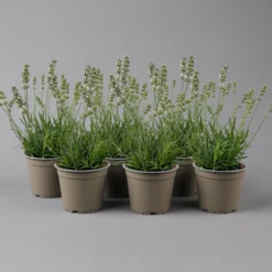 Lavendel Weiß, Topf-Ø 13 Cm, 6er-Set