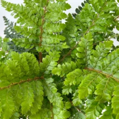 Japanischer Schildfarn, Topf-Ø 17 Cm, 2er-Set -Angebote Gruen Trieb Store 0319200160 polystichum polyblepharum 11 125048