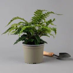 Japanischer Schildfarn, Topf-Ø 17 Cm, 2er-Set -Angebote Gruen Trieb Store 0319200160 polystichum polyblepharum f 126033