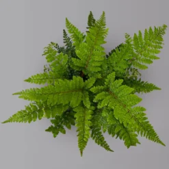 Japanischer Schildfarn, Topf-Ø 17 Cm, 2er-Set -Angebote Gruen Trieb Store 0319200160 polystichum polyblepharum 125899