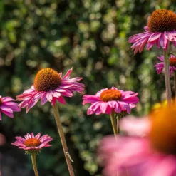 Purpursonnenhut 'PowWow® Wild Berry', Purpurrosa, Topf-Ø 13 Cm 10 Purpursonnenhut 'PowWow® Wild Berry', Purpurrosa, Topf-Ø 13 Cm -Angebote Gruen Trieb Store 0319200194 Echinacea purp Wild Berry T13 purpurrosa 3erSet 1 126329