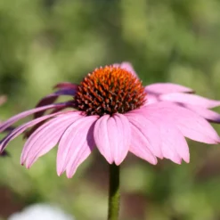 Purpursonnenhut 'PowWow® Wild Berry', Purpurrosa, Topf-Ø 13 Cm 9 Purpursonnenhut 'PowWow® Wild Berry', Purpurrosa, Topf-Ø 13 Cm -Angebote Gruen Trieb Store 0319200194 Echinacea purp Wild Berry T13 purpurrosa 3erSet 3 126328