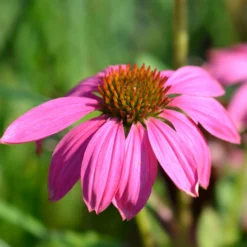 Purpursonnenhut 'PowWow® Wild Berry', Purpurrosa, Topf-Ø 13 Cm 11 Purpursonnenhut 'PowWow® Wild Berry', Purpurrosa, Topf-Ø 13 Cm -Angebote Gruen Trieb Store 0319200194 Echinacea purp Wild Berry T13 purpurrosa 3erSet 4 126330