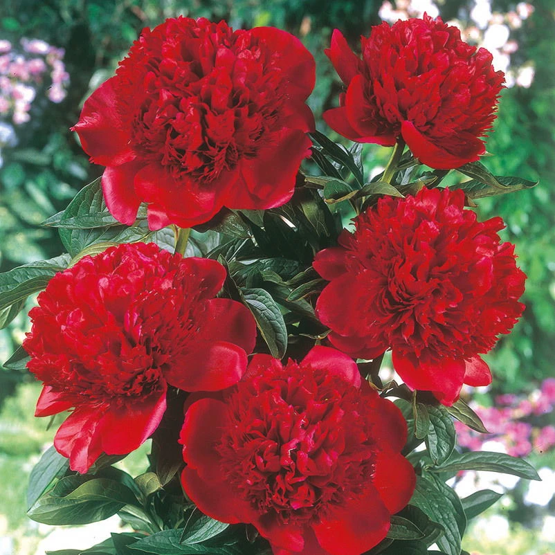 Kölle's Beste Edel-Pfingstrose 'Felix Crousse' Rot, 3 Liter Topf