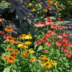 Kölle's Beste Sonnenhut 'Cheyenne Spirit', 3 Liter Topf