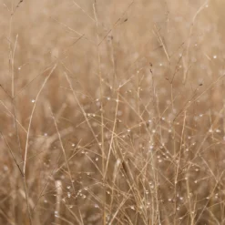 Bio Rutenhirse 'Heavy Metal', Topf 5 Liter 7 Bio Rutenhirse 'Heavy Metal', Topf 5 Liter -Angebote Gruen Trieb Store 0320300777 Panicum virgatum Heavy Metal KB 5Ltr Cont1 78152