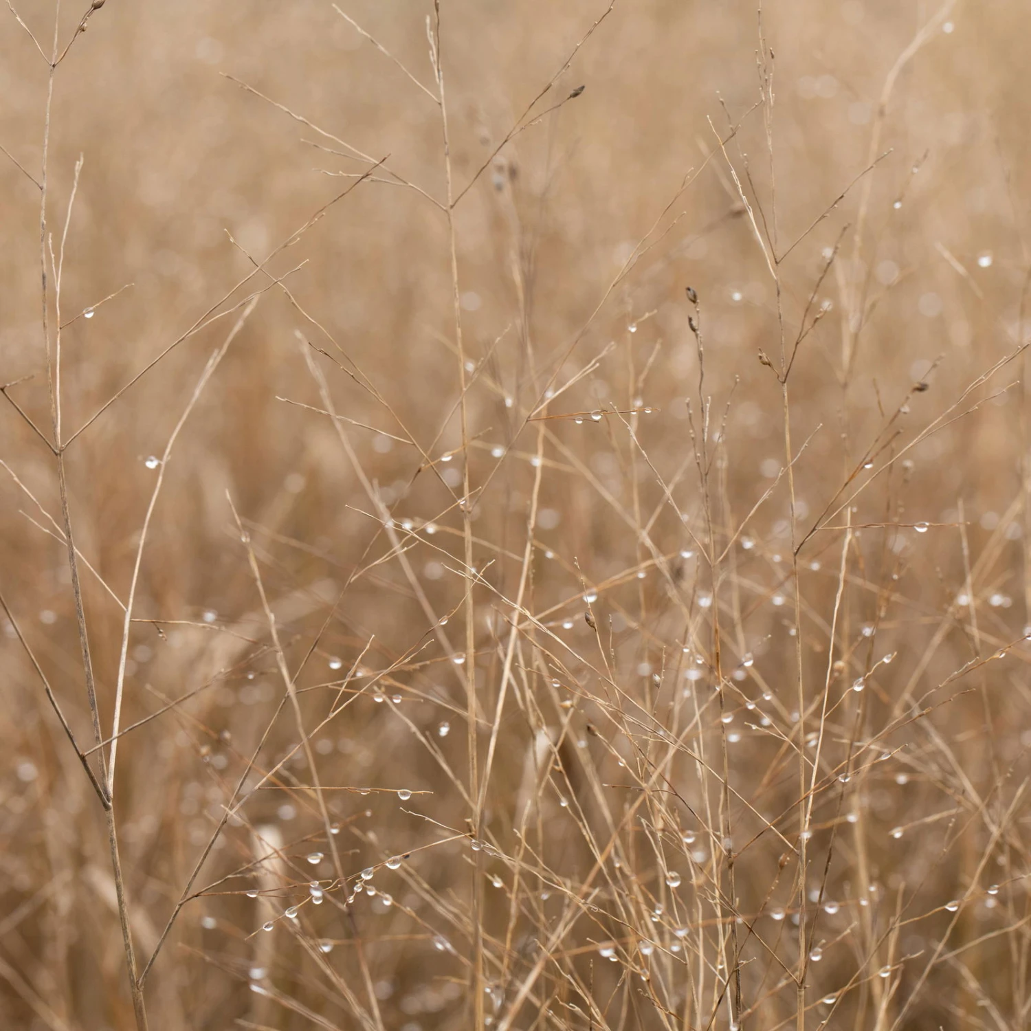 Bio Rutenhirse 'Heavy Metal', Topf 5 Liter 3 Bio Rutenhirse 'Heavy Metal', Topf 5 Liter – Bild 3