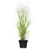 Bio Rutenhirse 'Heavy Metal', Topf 5 Liter