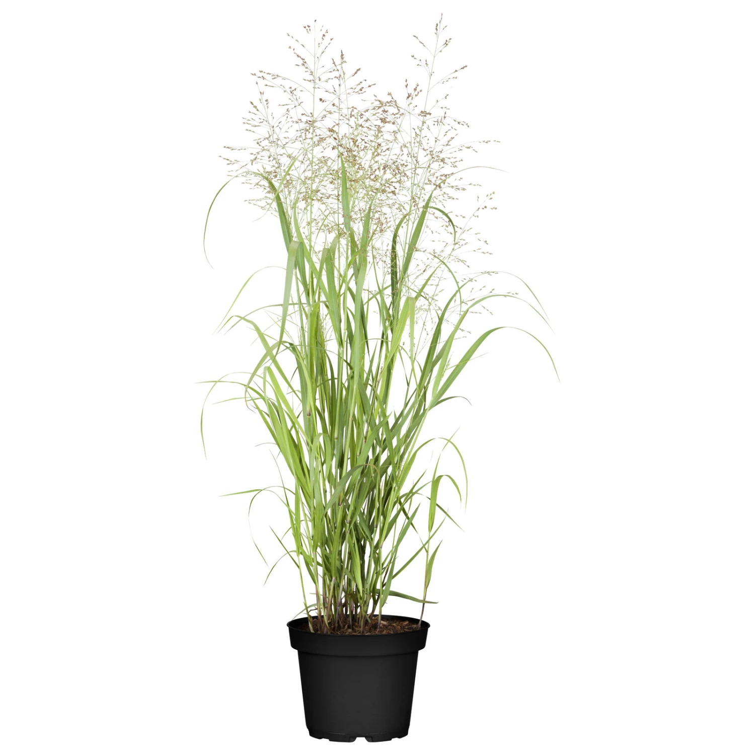 Bio Rutenhirse 'Heavy Metal', Topf 5 Liter 1 Bio Rutenhirse 'Heavy Metal', Topf 5 Liter