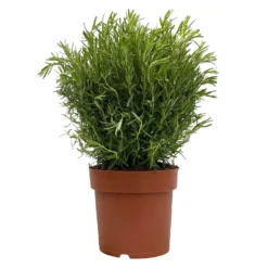 Rosmarin, Busch, Topf-Ø 23 Cm
