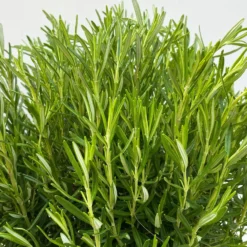 Rosmarin, Busch, Topf-Ø 23 Cm -Angebote Gruen Trieb Store 0320500560 Rosmarinus officinalis Busch 7 109304