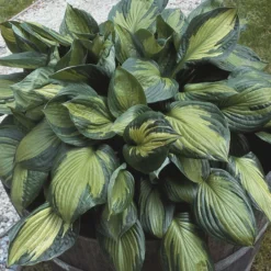 Funkie 'Whirlwind' Violett, Topf-Ø 11 Cm, 3er-Set