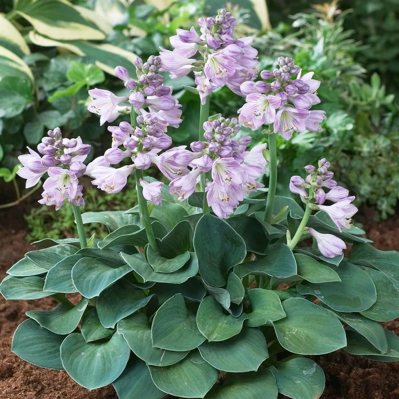 Hosta Hybride 'Blue Mouse Ears' Blau, Topf-Ø 11 Cm, 3er-Set