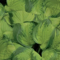 Funkie 'Stained Glass' Hellviolett, Topf-Ø 11 Cm, 3er-Set -Angebote Gruen Trieb Store 0320600126 Hosta Stained Glass 44355