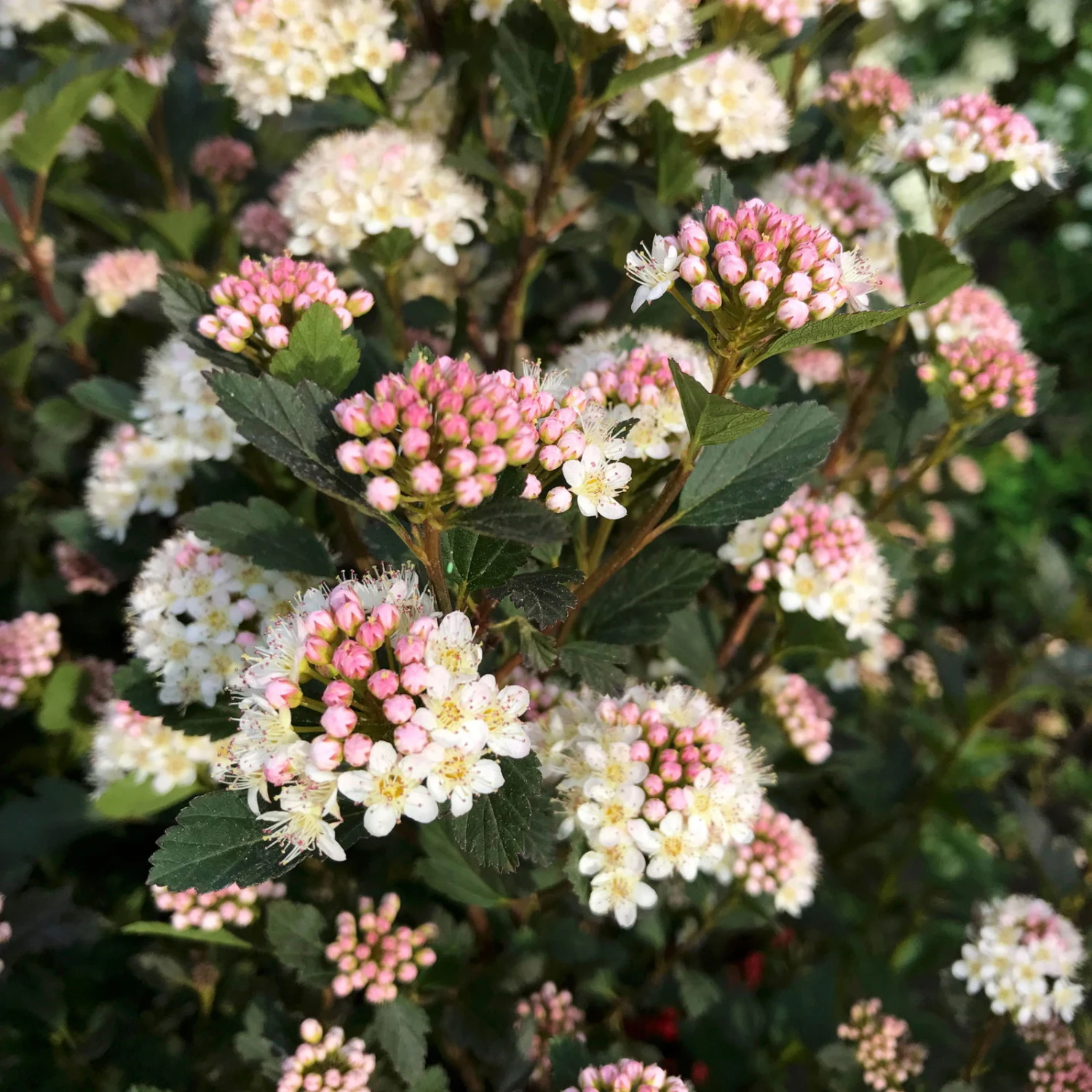 Kleinblättrige Rote Blasenspiere 'Tiny Wine'®, Höhe 30-40 Cm, Topf 5 Liter 1 Kleinblättrige Rote Blasenspiere 'Tiny Wine'®, Höhe 30-40 Cm, Topf 5 Liter